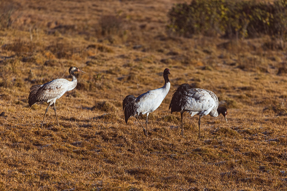 Black-necked cranes descend gracefully into Bhutan’s Phobjikha Valley, a sanctuary where nature and tradition live in quiet balance.