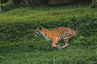 Photo by Aslam Baig on Unsplash : ‘Ramling,’ the young tiger who travelled 450 km from Vidarbha to Yedshi Sanctuary (For representation purposes only)