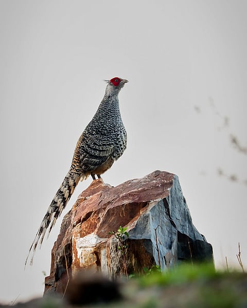 A shot of a Cheer pheasant in its habitat