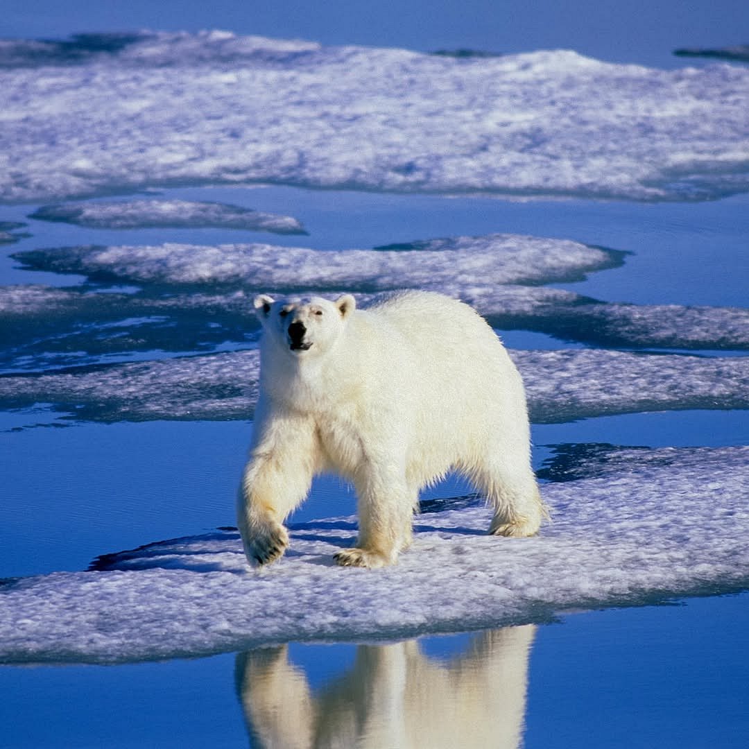 A polar bear at Wapusk National Park