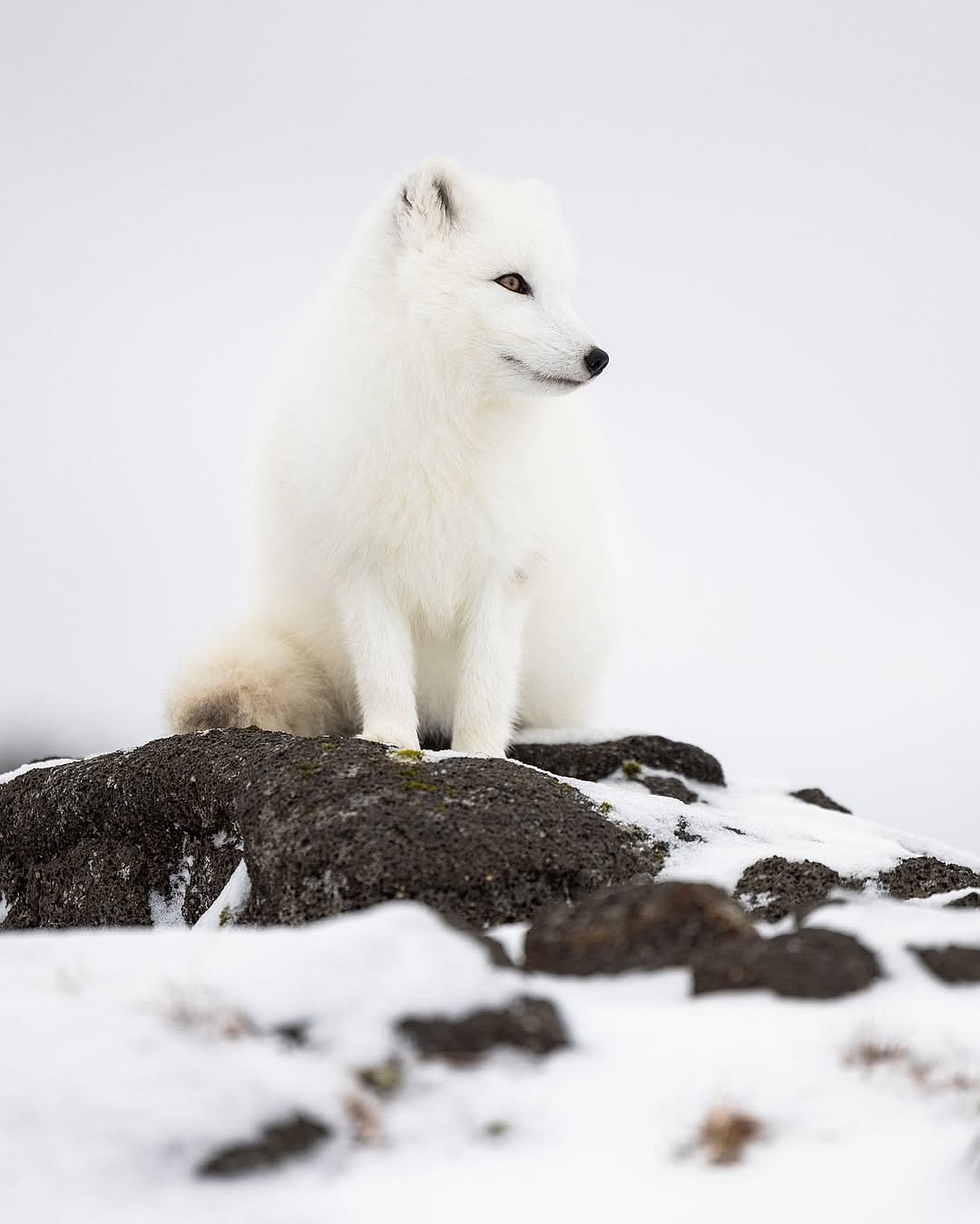 karimiliya/instagram : An Arctic fox in its habitat