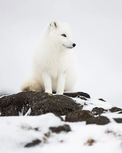 karimiliya/instagram : An Arctic fox in its habitat