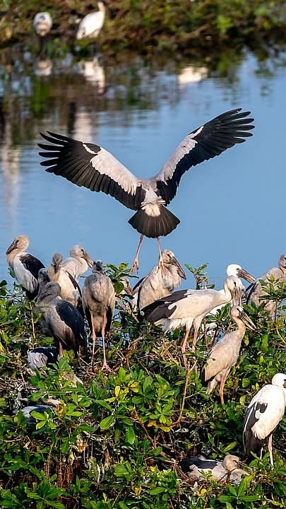 Birds inside Vedanthangal Bird Sanctuary, Tamil Nadu