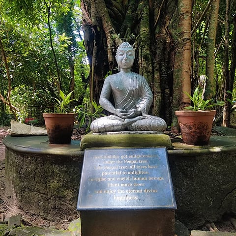 Inside Mangalavanam Bird Sanctuary, Kerala