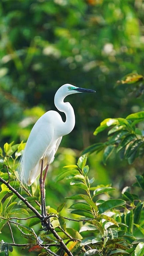 A view of Kumarakom Bird Sanctuary, Kerala