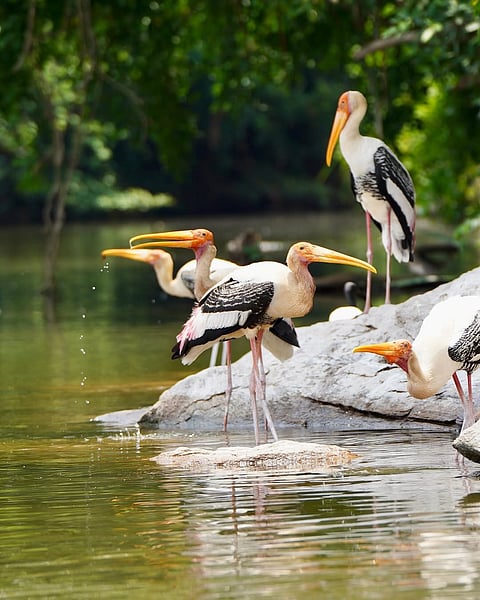 Birds at Ranganathittu Bird Sanctuary