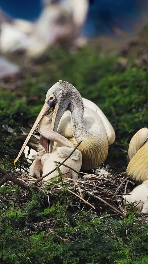 Inside Nelapattu Bird Sanctuary