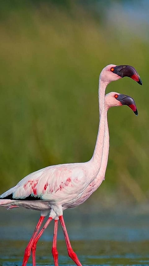 Birds at Nal Sarovar Bird Sanctuary