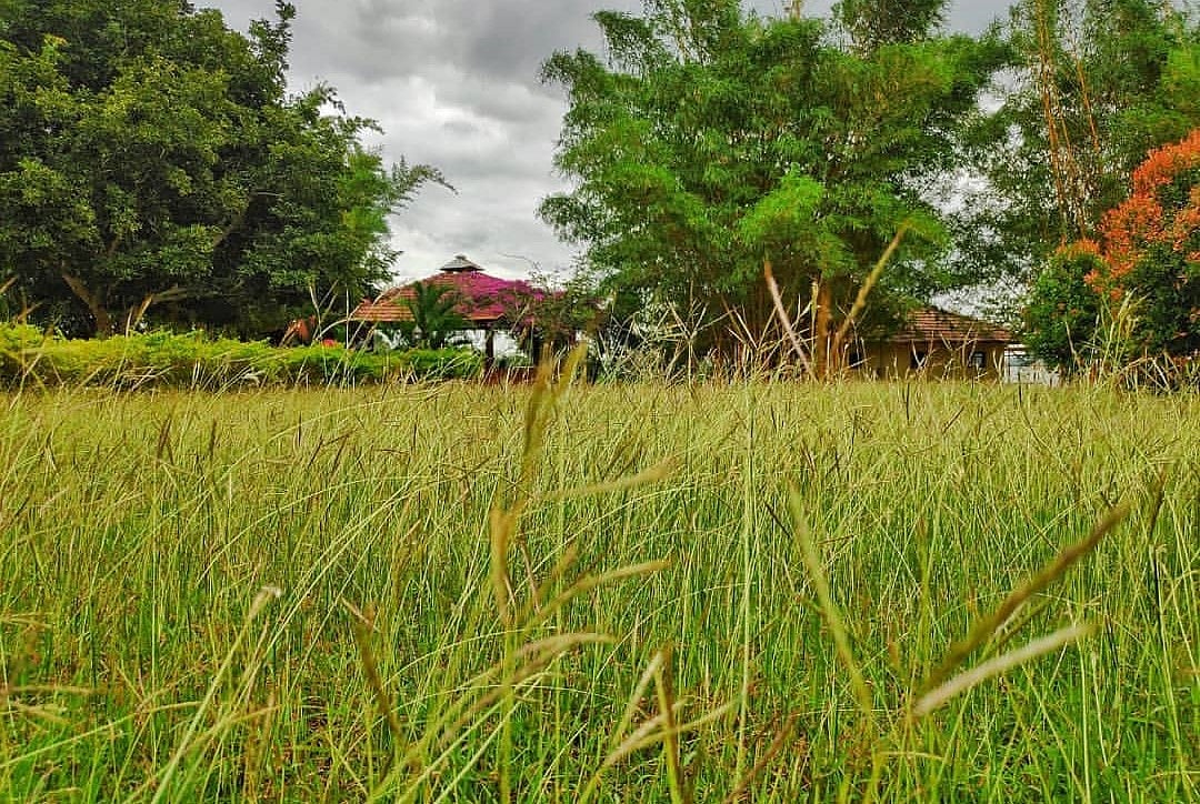 Enjoy in lush surroundings at Kabini Lake View Resort