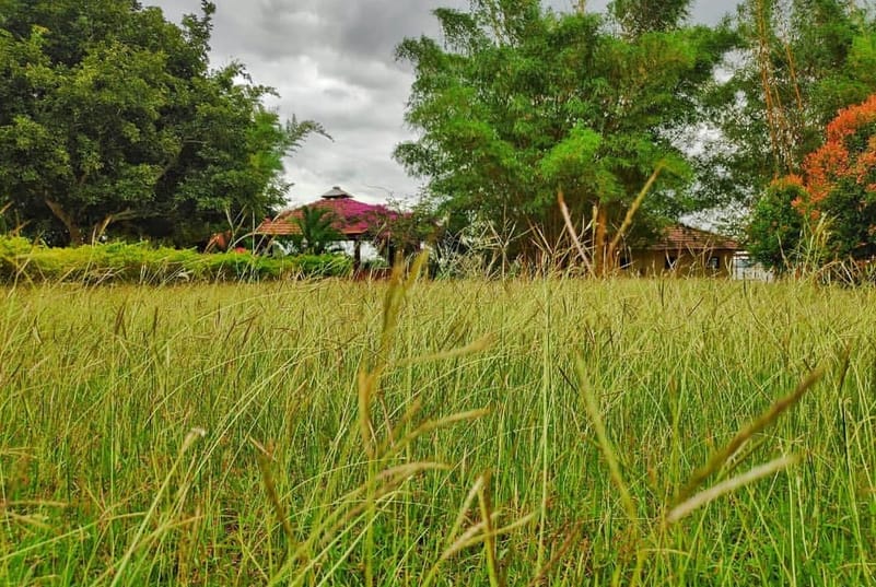 Enjoy in lush surroundings at Kabini Lake View Resort