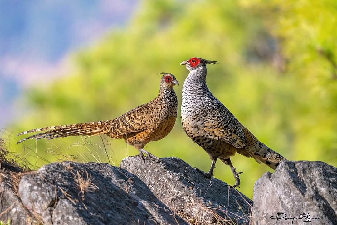 pompibera/instagram : Cheer pheasants in The Great Himalayan National Park
