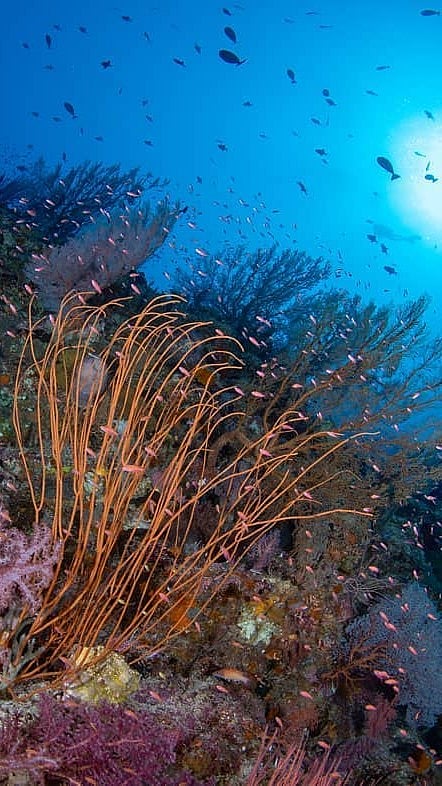 A view of Tubbataha Reefs Natural Park