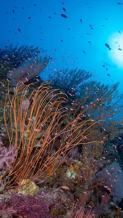 A view of Tubbataha Reefs Natural Park