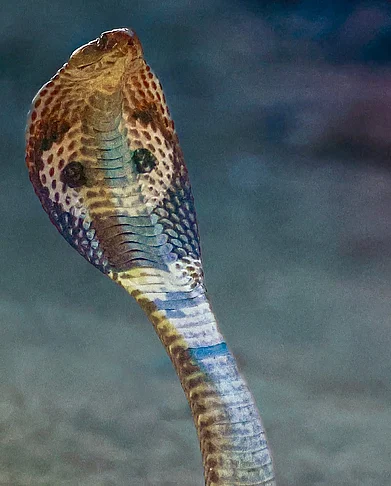 editorkaruna/instagram : A shot of an Indian cobra