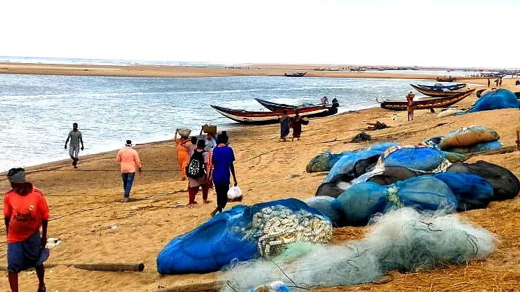 The day’s fresh catch on Podampeta Beach, Odisha
