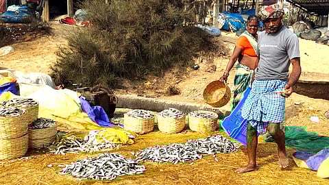 A display of saltwater catch along Odisha's coast