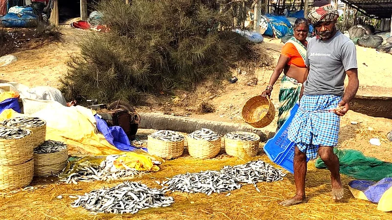 A display of saltwater catch along Odishas coast