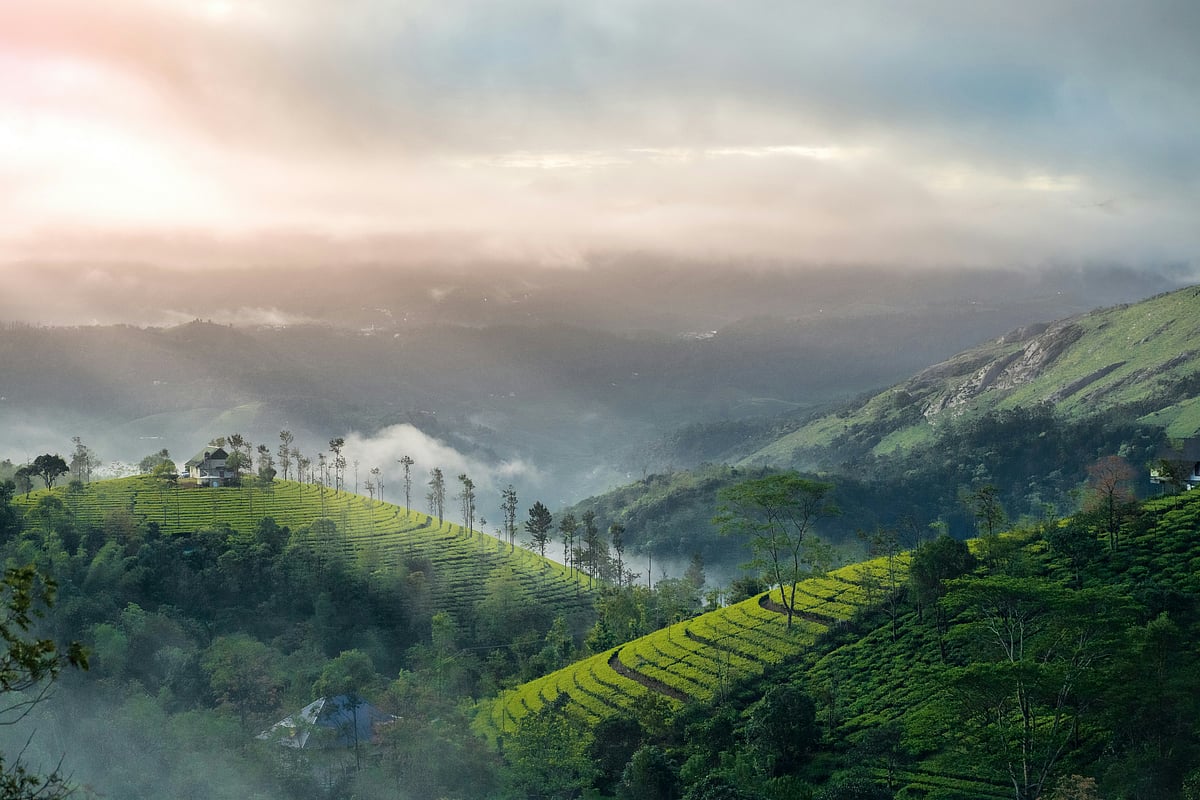 Rolling tea plantations under a veil of mist in Munnar.