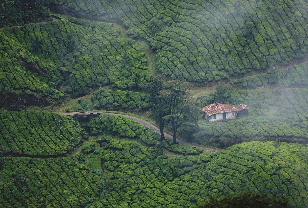 Unsplash : The Munnar hill station in Kerala is one of Asia’s most searched rural escapes.