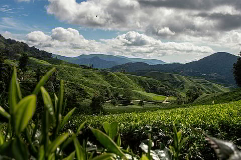 Malaysia’s Cameron Highlands, crowned Asia’s top rural destination by Agoda, charms with cool weather, tea estates, and flower farms.