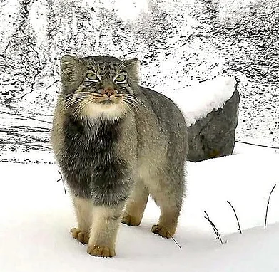 @travellwithamit/x : Image of the discovered Pallas cat in Arunachal Pradesh
