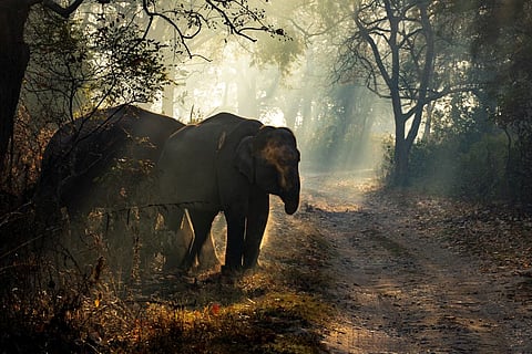 Elephants in Corbett