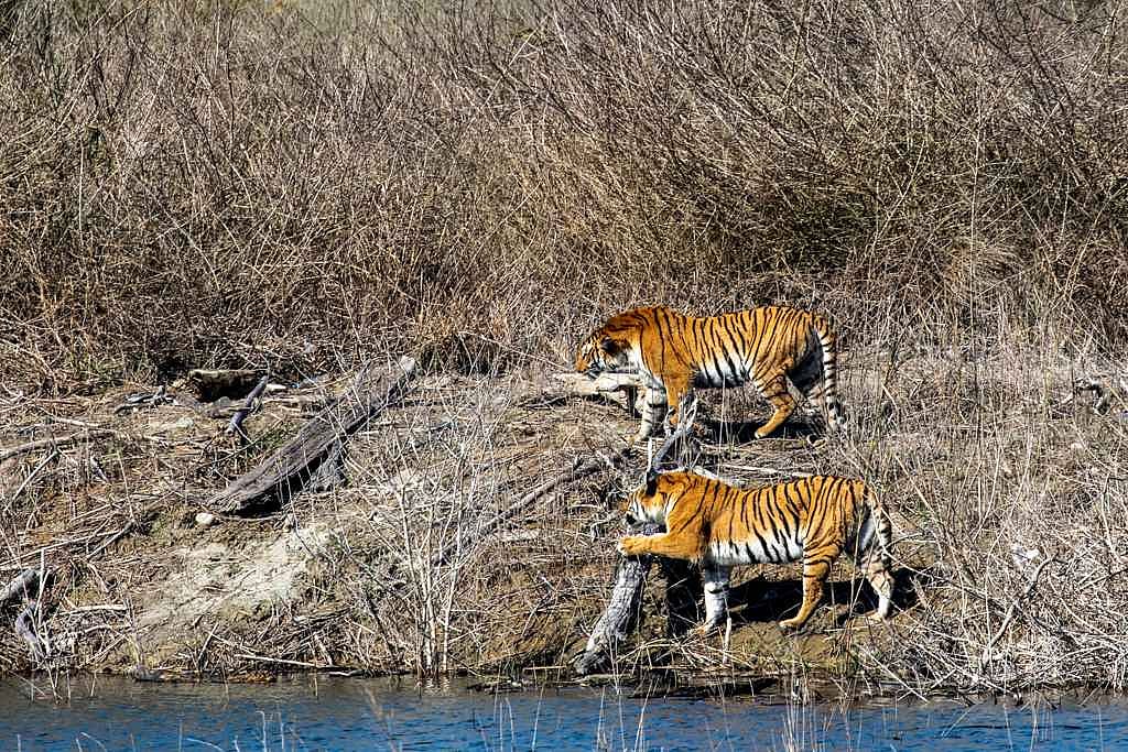 Tigers sighted in Corbett