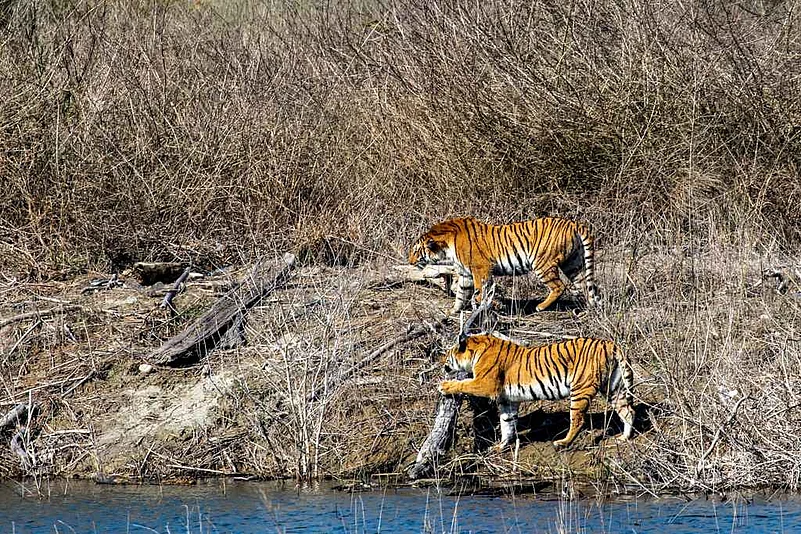 Tigers sighted in Corbett