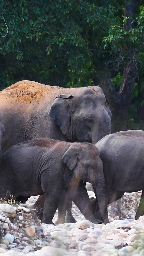 A herd of elephants in Rajaji National Park