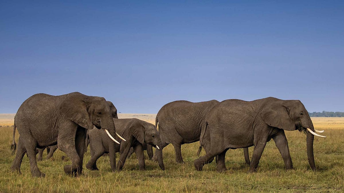A sweeping tableau of elephants advancing across the Serengeti plains