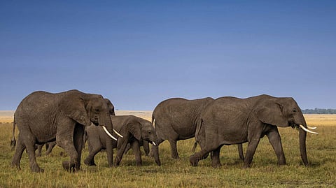 A sweeping tableau of elephants advancing across the Serengeti plains