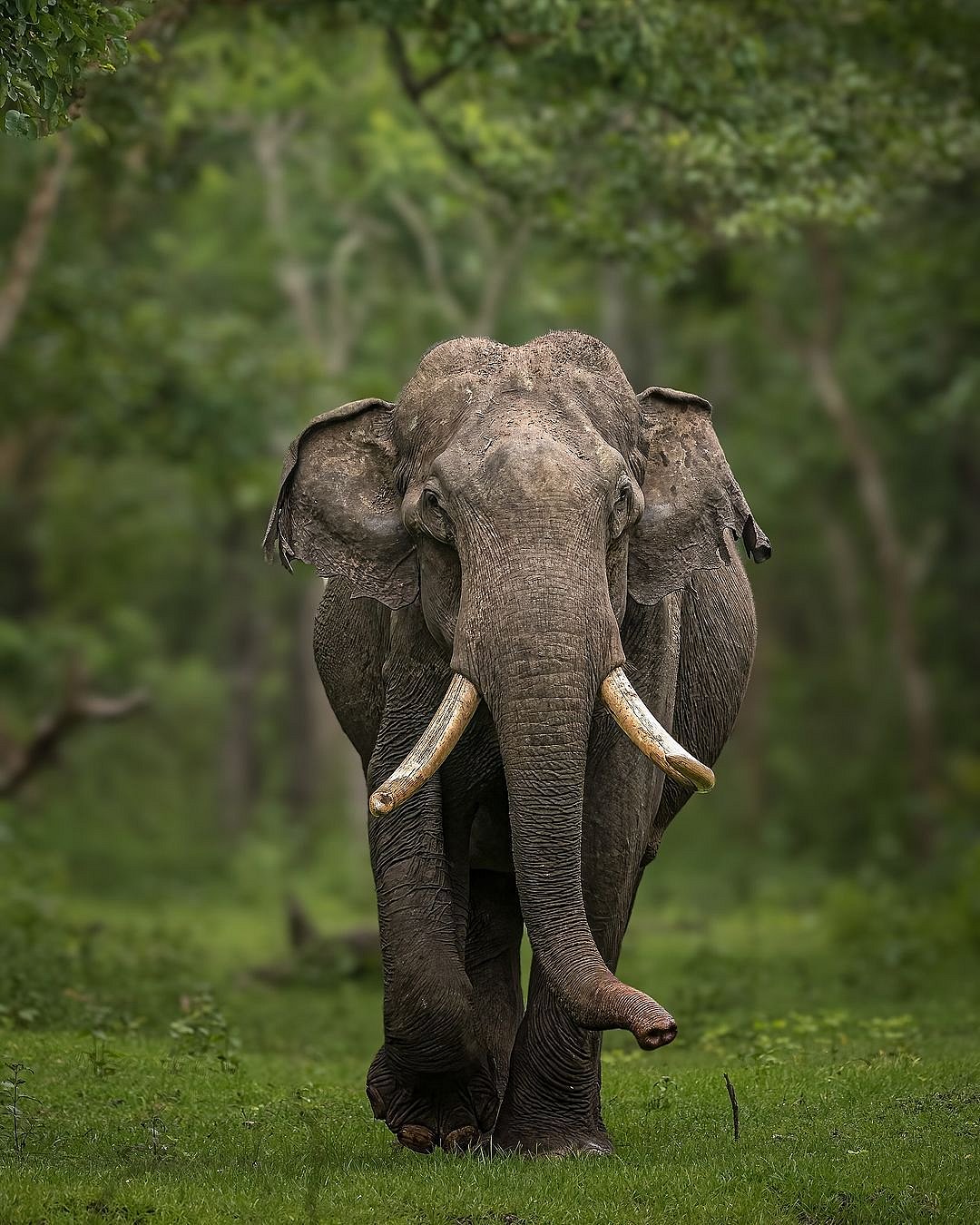 A shot of an elephant (for representational purposes only)