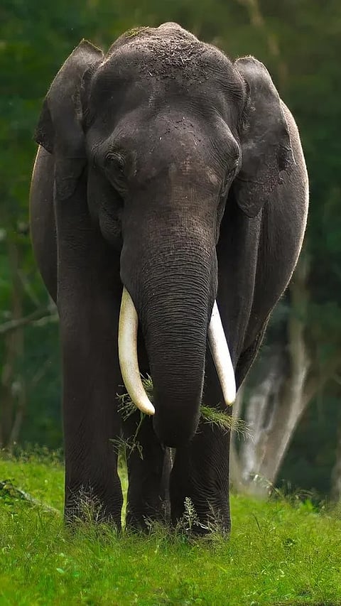 An elephant at Mudumalai Tiger Reserve