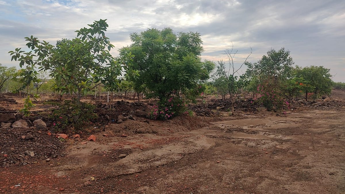Vijayapura’s green cover rises from 0.17% to over 2.4% in less than a decade