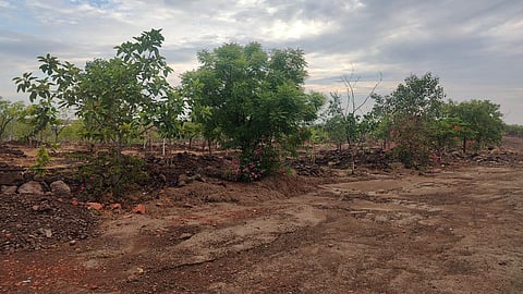 Vijayapura’s green cover rises from 0.17% to over 2.4% in less than a decade