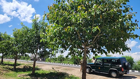 The Koti Vruksha Abhiyan has planted more than 15 million trees since 2016