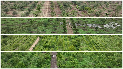 Saplings planted during community campaigns have cooled summers and boosted rainfall in Vijayapura