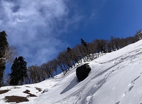 Treeline on the slopes