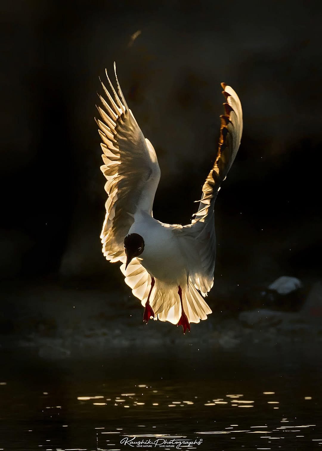 kaushikvijayan.photography/instagram : A shot of a Brown-headed Gull found in Odishas Puri Beach