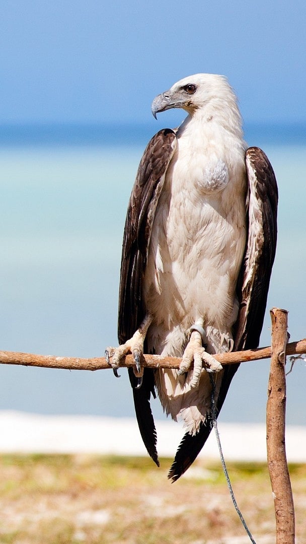 A White-bellied Sea Eagle at Andaman & Nicobar Islands