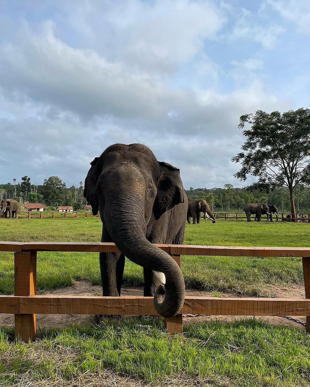 Elephants at Dubare Elephant Camp, Coorg