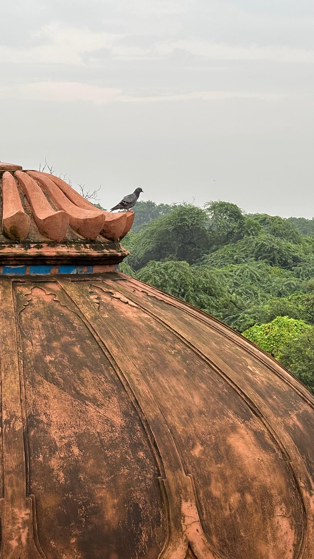 Author : A pigeon sits on a gumbaz at Mehrauli Archaeological Park