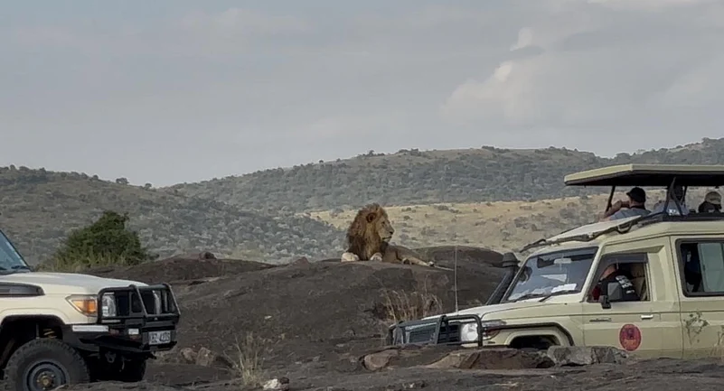 The king of the jungle sits graciously
