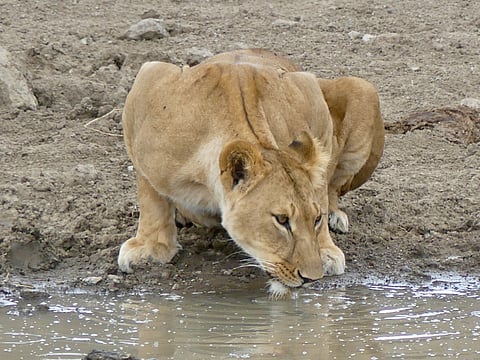 A lioness at the stream