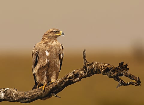 An eagle on a tree branch amidst East Africa's wilds