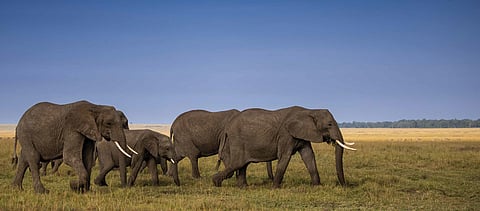 A tableau of elephants moving across the savannah