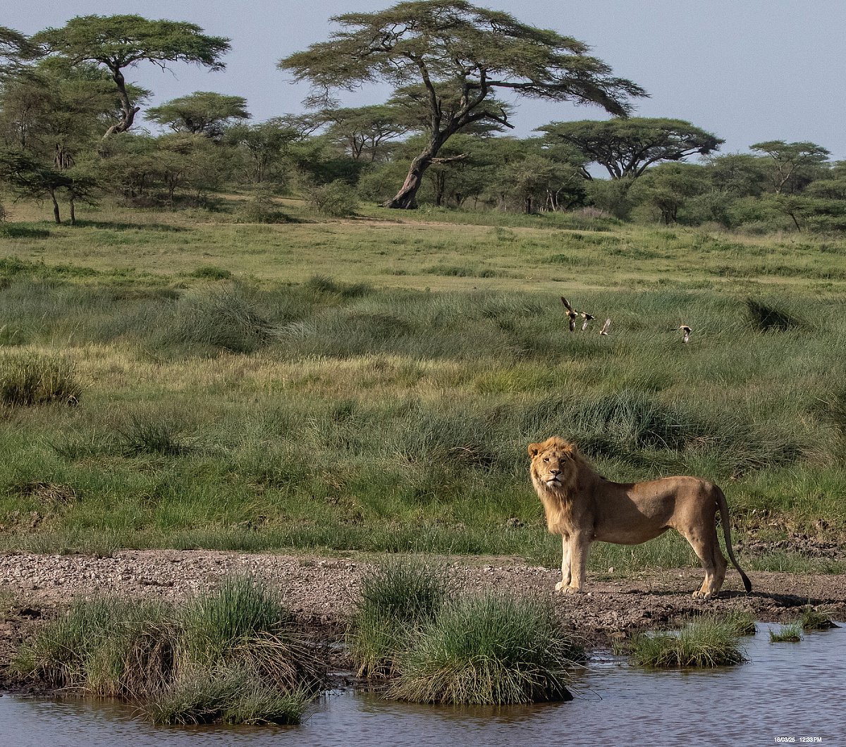 An African lion amidst the wilderness  of the Savannah