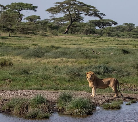 An African lion amidst the wilderness of the Savannah