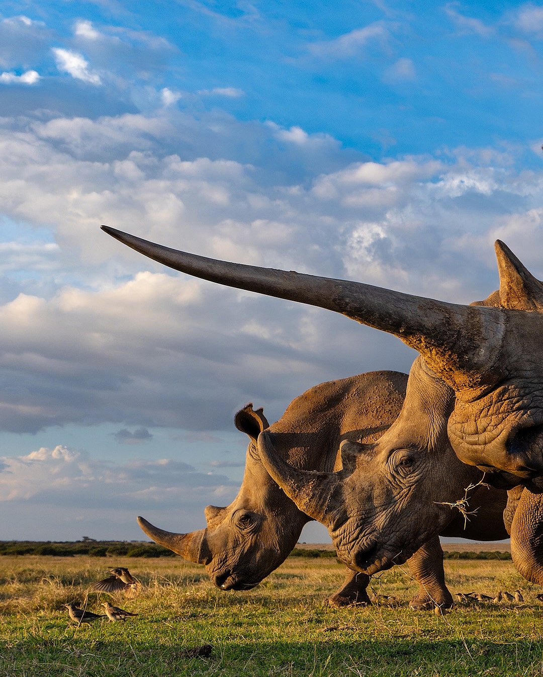 marlondutoit/instagram/instagram : Stunning rhino shots from Moremi Game Reserve, Botswana
