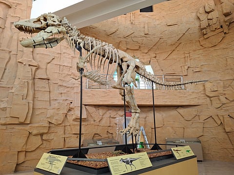 A dinosaur skeleton on display at a museum in Mongolia